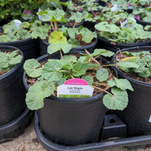 Load image into Gallery viewer, Alcea 'Las Vegas'
