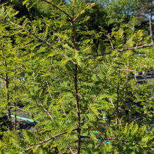 Load image into Gallery viewer, Bald Cypress

