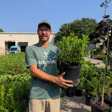 Load image into Gallery viewer, Clethra 'Hummingbird'
