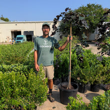 Load image into Gallery viewer, Eastern Redbud 'Ruby Falls'
