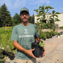 Load image into Gallery viewer, Canadian Serviceberry
