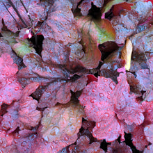 Load image into Gallery viewer, Heuchera 'Fire Alarm'
