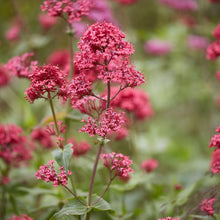 Load image into Gallery viewer, Centranthus ruber
