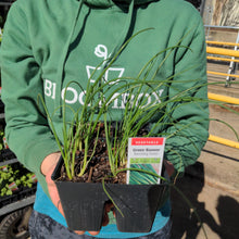 Load image into Gallery viewer, Onion &#39;Green Banner Bunching&#39; 6-pack
