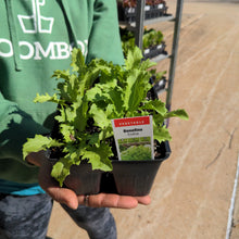 Load image into Gallery viewer, Endive &#39;Benefine&#39; 6-pack
