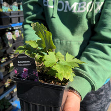 Load image into Gallery viewer, Anemone &#39;Robustissima&#39;
