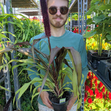 Load image into Gallery viewer, Ornamental Millet &#39;Purple Baron&#39;
