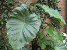 Load image into Gallery viewer, Colocasia fontanesii (Elephant Ears)
