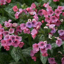 Load image into Gallery viewer, Pulmonaria &#39;Pretty in Pink&#39;
