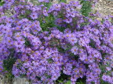 Load image into Gallery viewer, Aster novae angliae (New England Aster)

