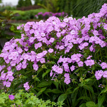 Load image into Gallery viewer, Phlox &#39;Fashionably Early Princess&#39;
