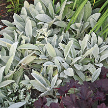 Load image into Gallery viewer, Lamb&#39;s Ears - Stachys &#39;Fuzzy Wuzzy&#39;
