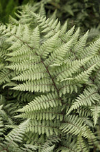 Load image into Gallery viewer, Fern &#39;Ghost&#39;

