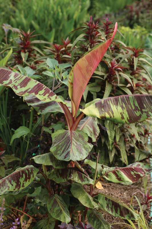 Banana 'Zebrina'