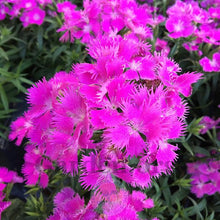 Load image into Gallery viewer, Dianthus 'Rockin'™ Purple'
