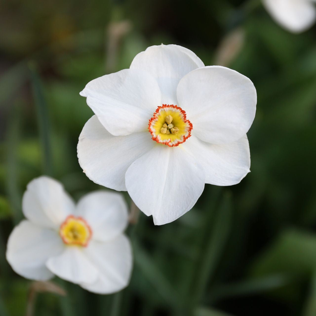 Daffodil 'Poeticus Recurvus'