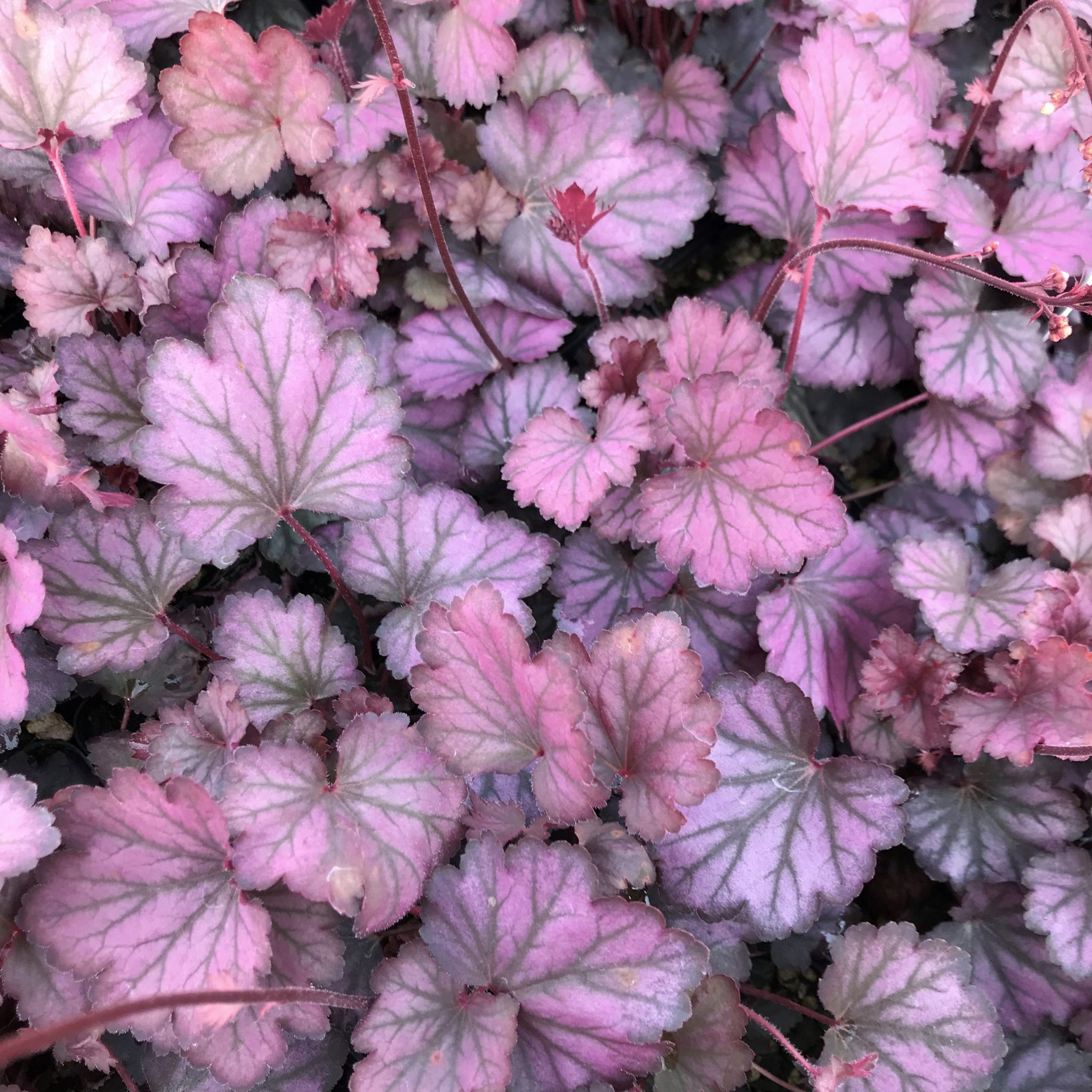 Heuchera 'Carnival Rose Granita'