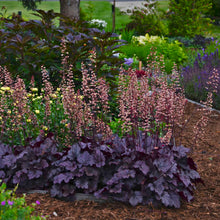 Load image into Gallery viewer, Heuchera &#39;Grape Expectations&#39;
