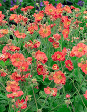 Load image into Gallery viewer, Geum &#39;Tempest Coral&#39;
