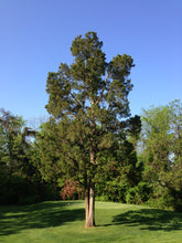 Load image into Gallery viewer, Eastern Red Cedar
