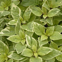 Load image into Gallery viewer, Basil &#39;Pesto Perpetuo&#39;

