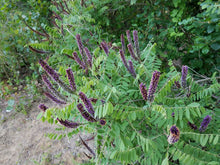 Load image into Gallery viewer, False Indigo
