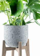Load image into Gallery viewer, Monstera Deliciosa
