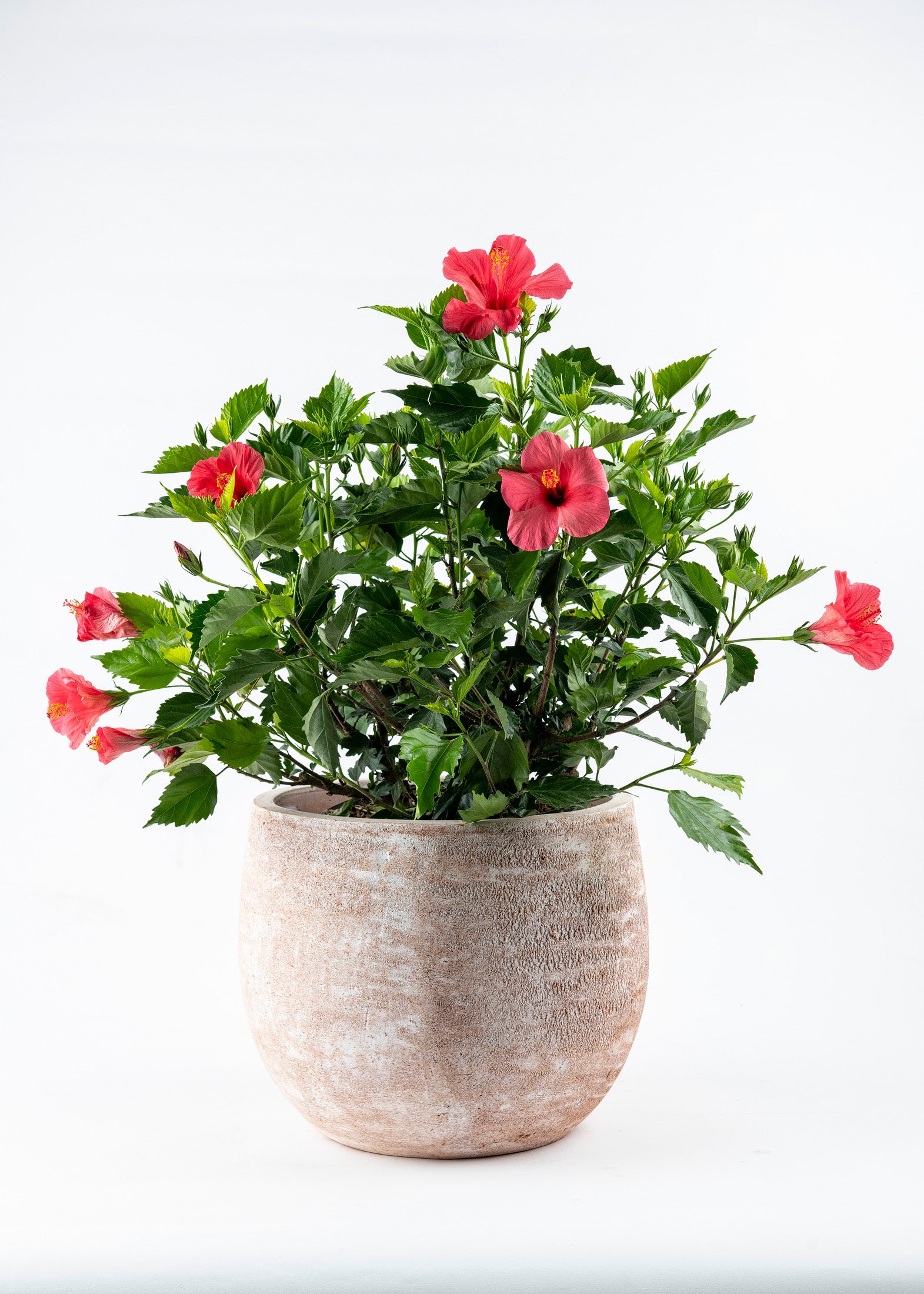 Hibiscus Bush Exotic