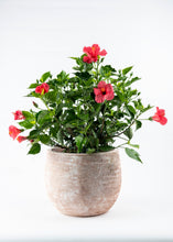 Load image into Gallery viewer, Hibiscus Bush Exotic
