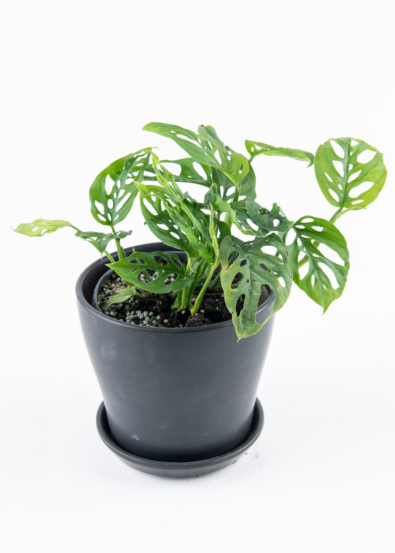 Monstera adansonii