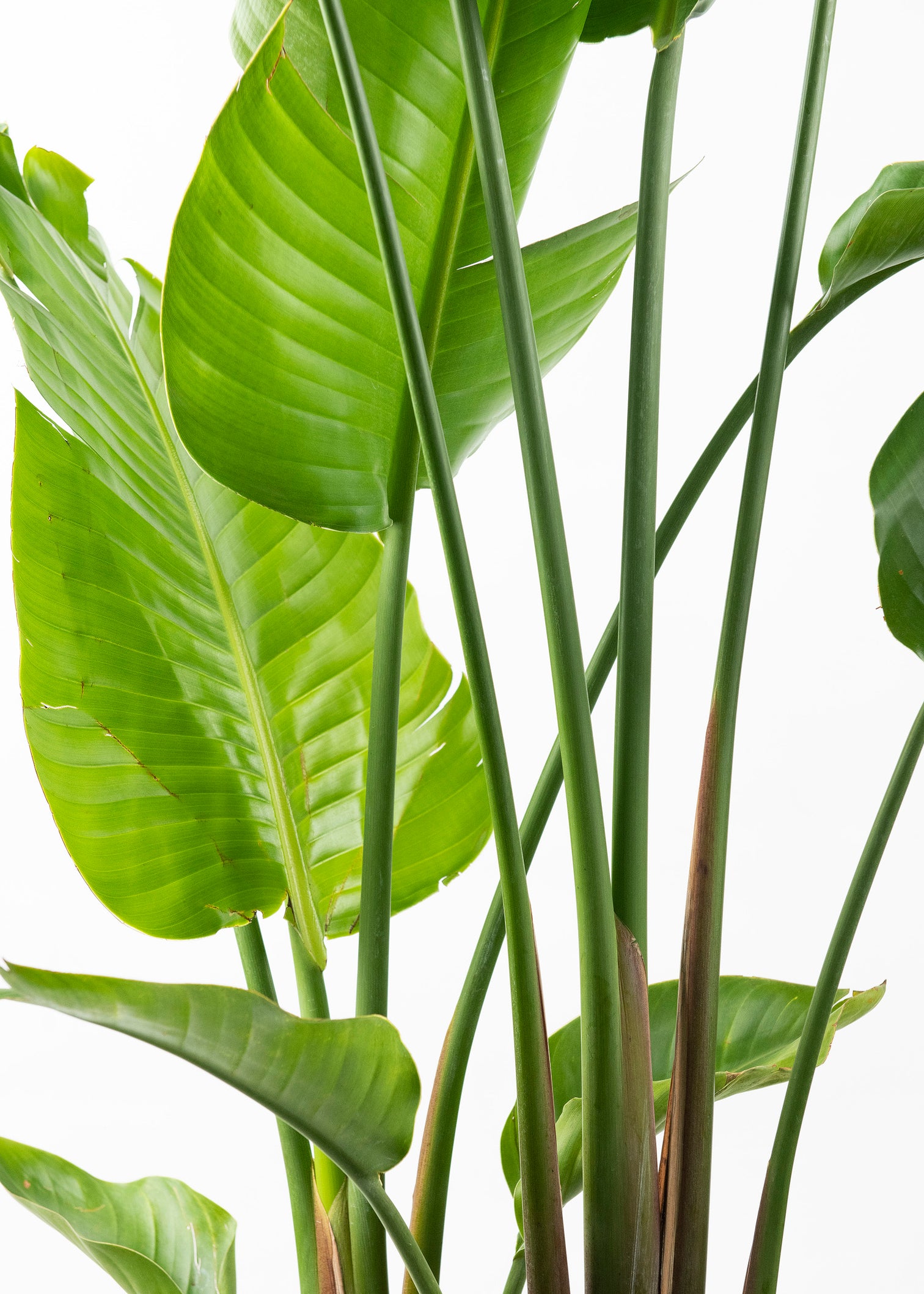 White Bird of Paradise – BloomBox