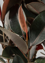 Load image into Gallery viewer, Burgundy Rubber Tree
