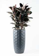 Load image into Gallery viewer, Burgundy Rubber Tree
