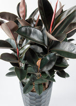 Load image into Gallery viewer, Burgundy Rubber Tree

