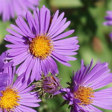 Load image into Gallery viewer, Aster novae angliae (New England Aster)
