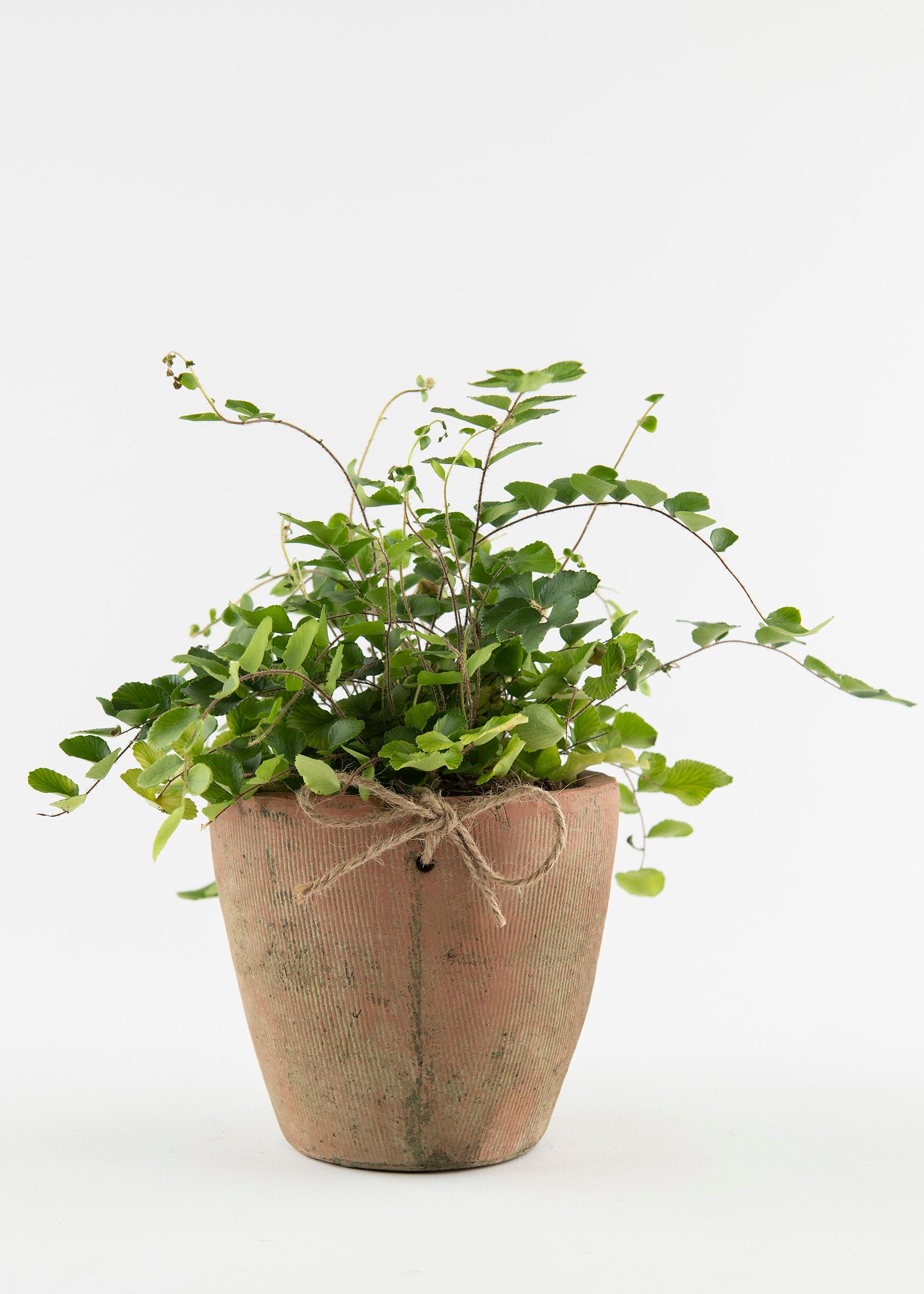 Fern 'Button'
