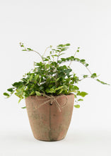 Load image into Gallery viewer, Fern &#39;Button&#39;
