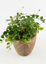 Load image into Gallery viewer, Fern &#39;Button&#39;
