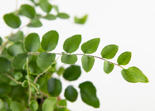Load image into Gallery viewer, Fern &#39;Button&#39;
