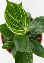 Load image into Gallery viewer, White Wave Philodendron
