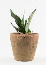 Load image into Gallery viewer, Black Snake Plant- Futura Robusta
