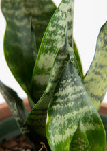 Load image into Gallery viewer, Black Snake Plant- Futura Robusta

