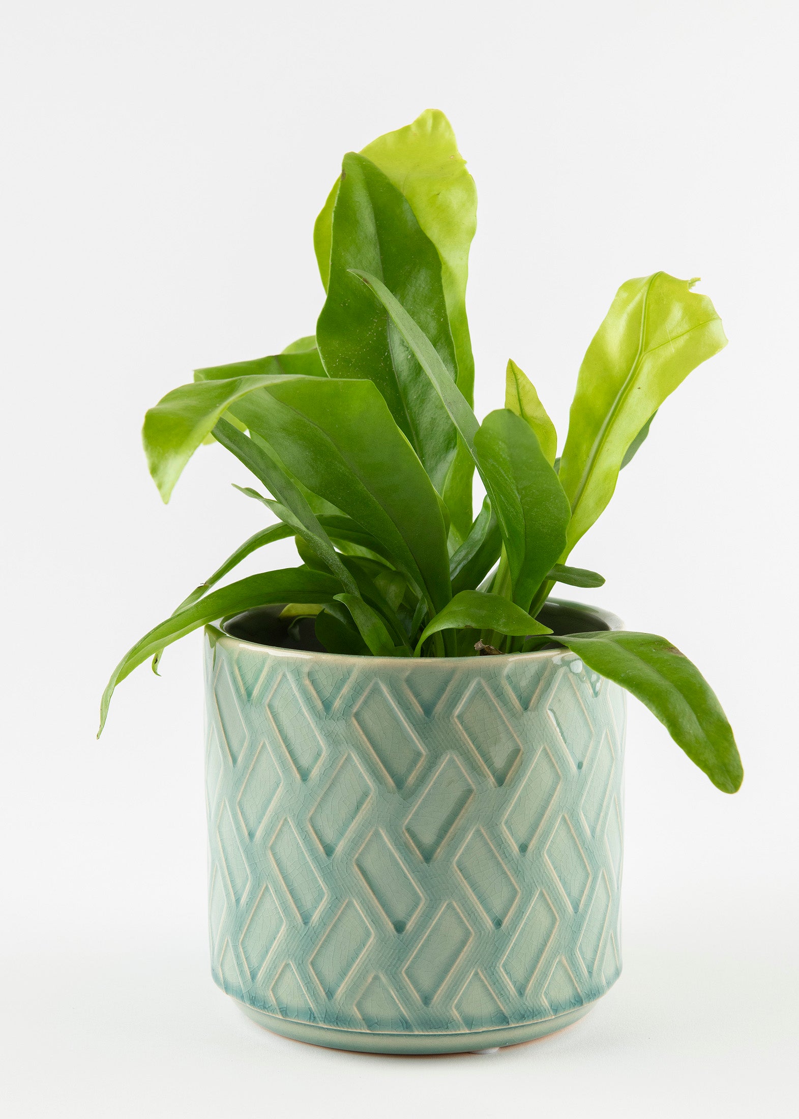 Fern 'Bird's Nest'