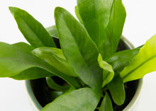 Load image into Gallery viewer, Fern &#39;Bird&#39;s Nest&#39;
