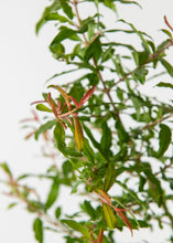 Load image into Gallery viewer, Hardy Pomegranate Bush
