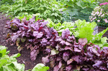 Load image into Gallery viewer, Beets &quot;Bull&#39;s Blood&quot; 6-pack
