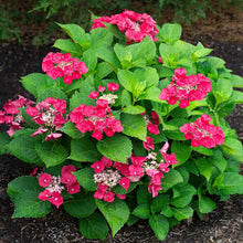 Load image into Gallery viewer, Hydrangea &#39;Cherry Explosion&#39;
