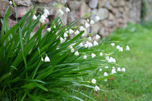Load image into Gallery viewer, Leucojum aestivum
