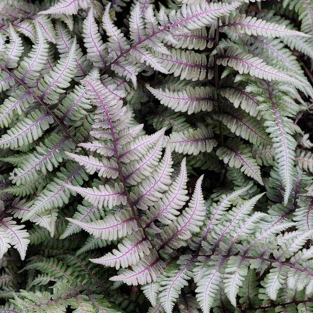 Fern 'Japanese Painted'