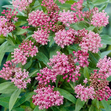Load image into Gallery viewer, Asclepias incarnata
